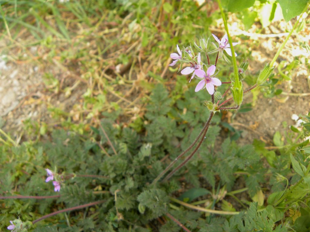 Erodium cicutarium